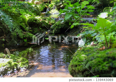 Waterfall in the Japanese garden with green plants Waterfall in the Japanese garden with green plants 139443069