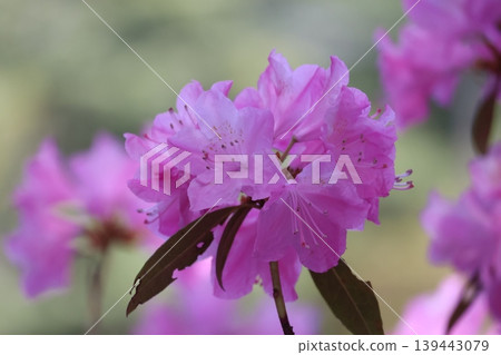 特寫鏡頭展現了一根枝條上開滿杜鵑花的景象，這種杜鵑花被稱為“春一番”，花瓣呈粉紅色。 139443079