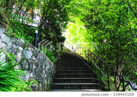 [Fukuoka] Early summer at Nanzoin Temple: Lush green staircase leading to the reclining Buddha statue 139443109