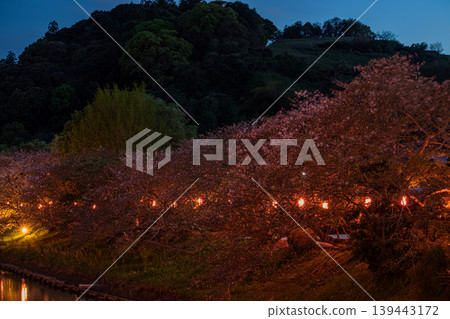 靜岡縣牧之原市勝俁川沿岸盛開的櫻花 139443172