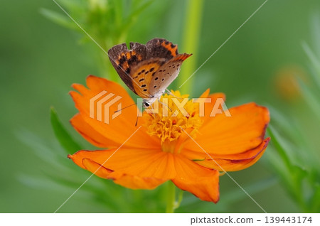 一隻小銅蝶正在吸食黃色波斯菊的花蜜。 139443174