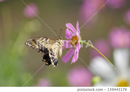 Swallowtail butterfly sucking cosmos nectar Swallowtail butterfly sucking cosmos nectar 139443176