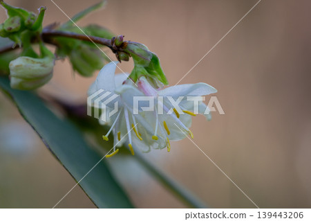 macro closeup beautiful white yellow blooming Lonicera fragrantissima, winter honeysuckle sweet breath spring January, jasmine flower branch a climbing plant macro closeup beautiful white yellow blooming Lonicera fragrantissima, winter honeysuckle sweet breath spring January, jasmine flower branch a climbing plant 139443206
