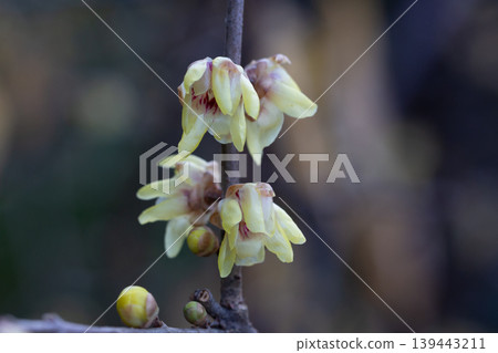 Chimonanthus praecox blooming in the park. A delicate yellow flower on a branch blooms in winter, close-up. Chimonanthus praecox blooming in the park. A delicate yellow flower on a branch blooms in winter, close-up. 139443211