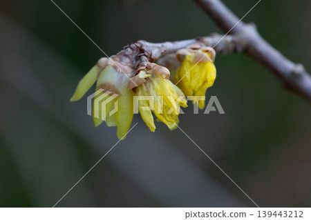 Chimonanthus praecox blooming in the park. A delicate yellow flower on a branch blooms in winter, close-up. Chimonanthus praecox blooming in the park. A delicate yellow flower on a branch blooms in winter, close-up. 139443212