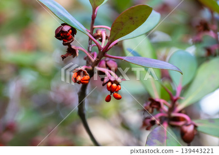 Red Strawberry Guava (Psidium littorale longipes, Psidium cattleianum, Peruvian guava), fruits. Light red berries on a branch bloom in winter, close-up. Red Strawberry Guava (Psidium littorale longipes, Psidium cattleianum, Peruvian guava), fruits. Light red berries on a branch bloom in winter, close-up. 139443221