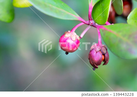 Red Strawberry Guava (Psidium littorale longipes, Psidium cattleianum, Peruvian guava), fruits. Light red berries on a branch bloom in winter, close-up. Red Strawberry Guava (Psidium littorale longipes, Psidium cattleianum, Peruvian guava), fruits. Light red berries on a branch bloom in winter, close-up. 139443228
