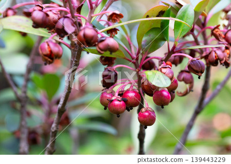 Red Strawberry Guava (Psidium littorale longipes, Psidium cattleianum, Peruvian guava), fruits. Light red berries on a branch bloom in winter, close-up. Red Strawberry Guava (Psidium littorale longipes, Psidium cattleianum, Peruvian guava), fruits. Light red berries on a branch bloom in winter, close-up. 139443229