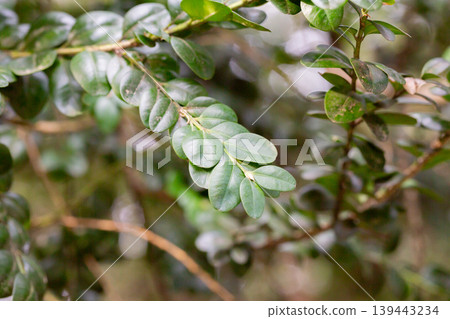 Fresh green buxus sempervirens leaves. Close-up of evergreen bush boxwood in the nature. Concept: Greenery, natural pattern, nature texture Fresh green buxus sempervirens leaves. Close-up of evergreen bush boxwood in the nature. Concept: Greenery, natural pattern, nature texture 139443234