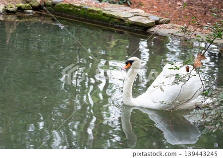 A graceful white swan glides across a calm, dark green lake, its reflection mirrored perfectly in the still water. The background features lush green foliage. A graceful white swan glides across a calm, dark green lake, its reflection mirrored perfectly in the still water. The background features lush green foliage. 139443245