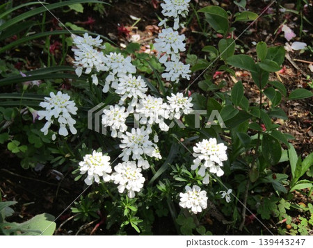 The beautiful pure white flowers are the white flowers of Orlea 139443247