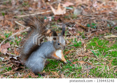 Squirrel in autumn park forest. Squirrel with nuts in autumn forest park scene. Autumn squirrel portrait, beautiful little red squirrel on an autumn day Squirrel in autumn park forest. Squirrel with nuts in autumn forest park scene. Autumn squirrel portrait, beautiful little red squirrel on an autumn day 139443248