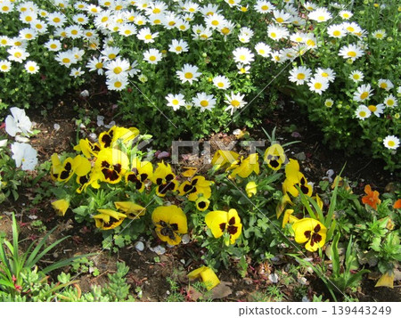 小島花園裡的黃色三色堇與白色北極雛菊 139443249