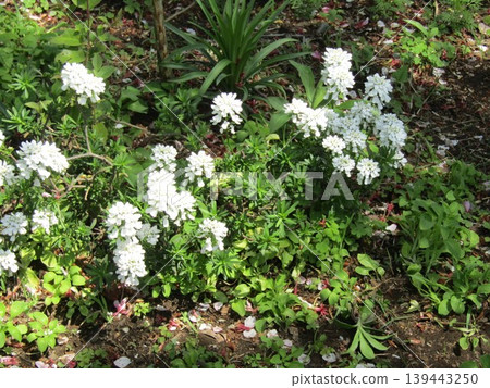 The beautiful pure white flowers are the white flowers of Orlea 139443250