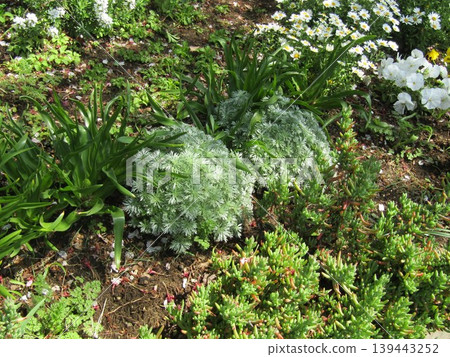 蒿屬植物與北極 蒿屬植物與北極 139443252