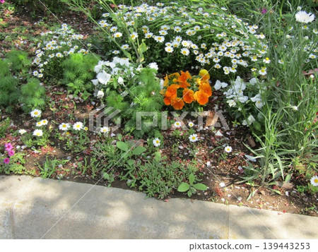 小島花卉協會花園裡的矢車菊、三色堇和北極雛菊。 小島花卉協會花園裡的矢車菊、三色堇和北極雛菊。 139443253