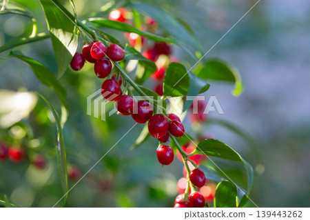 Sarcococca ruscifolia branch close up with red berries 139443262