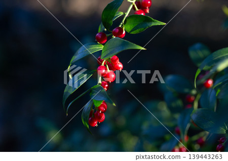 Sarcococca ruscifolia branch close up with red berries Sarcococca ruscifolia branch close up with red berries 139443263