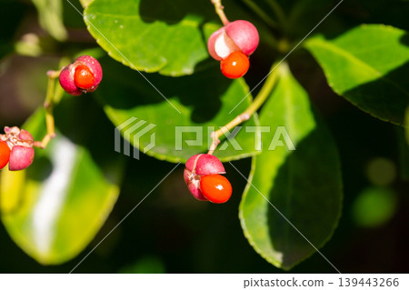 Close-up of orange fruits on the Japanese spindle tree (Eunymus japonicus). In autumn, the fruits (caps) split into four parts, releasing orange seeds. Close-up of orange fruits on the Japanese spindle tree (Eunymus japonicus). In autumn, the fruits (caps) split into four parts, releasing orange seeds. 139443266