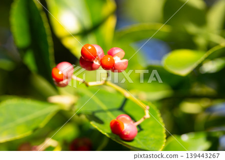 Close-up of orange fruits on the Japanese spindle tree (Eunymus japonicus). In autumn, the fruits (caps) split into four parts, releasing orange seeds. Close-up of orange fruits on the Japanese spindle tree (Eunymus japonicus). In autumn, the fruits (caps) split into four parts, releasing orange seeds. 139443267