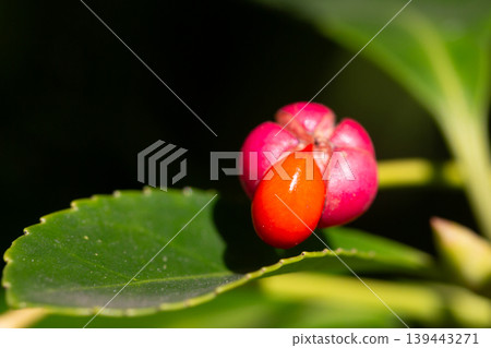 Close-up of orange fruits on the Japanese spindle tree (Eunymus japonicus). In autumn, the fruits (caps) split into four parts, releasing orange seeds. 139443271