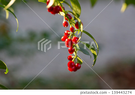 Sarcococca ruscifolia branch close up with red berries Sarcococca ruscifolia branch close up with red berries 139443274