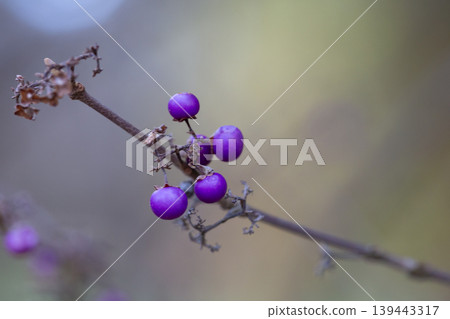 purple berries of callicarapa americana beautyberry selective focus 139443317