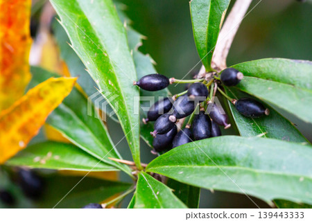 Ripe berries on a Berberis soulieana barberry bush with narrow evergreen leaves and black fruits. Close-up. A spreading, openwork shrub in the winter arboretum of the Sirius Park of Southern Cultures 139443333