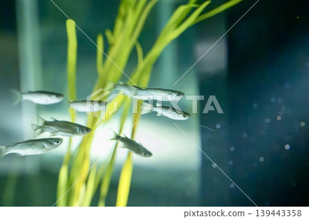 Mullet swimming in a tank and a fantastical underwater landscape 139443358