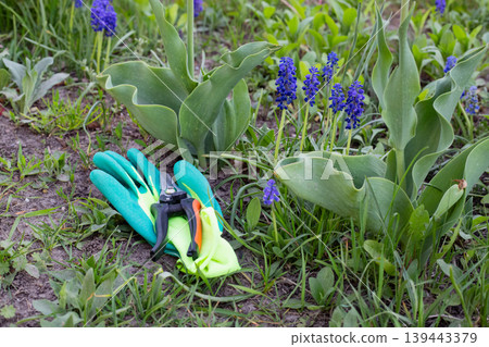 Gardening gloves and pruning shears among blooming muscari flowers 139443379