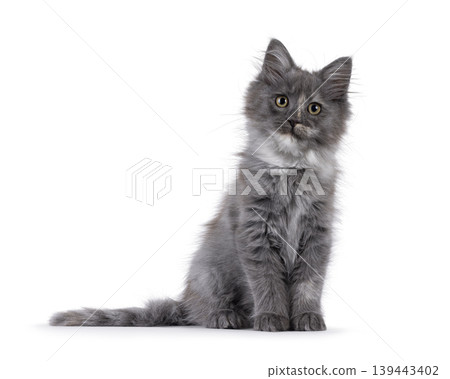 Grey kitten on white background Grey kitten on white background 139443402