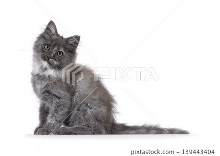 Grey kitten on white background Grey kitten on white background 139443404