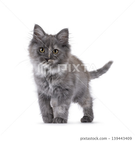 Grey kitten on white background 139443409