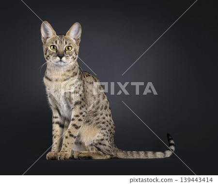 Brown spotted cat on black background Brown spotted cat on black background 139443414