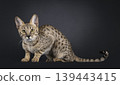 Brown spotted cat on black background 139443415