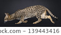 Brown spotted cat on black background 139443416