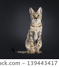 Brown spotted cat on black background 139443417