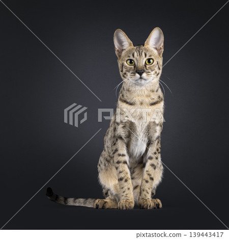 Brown spotted cat on black background Brown spotted cat on black background 139443417