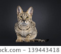 Brown spotted cat on black background 139443418