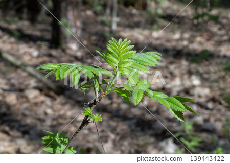 Young green leaves of rowan tree in spring forest Young green leaves of rowan tree in spring forest 139443422