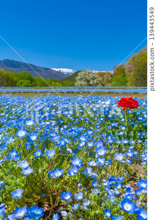 粉蝶花田與阿爾卑斯山：安曇野公園 [長野縣安曇野市] 139443549
