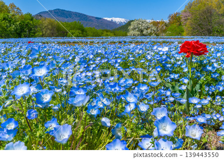粉蝶花田與阿爾卑斯山：安曇野公園 [長野縣安曇野市] 139443550