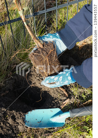 Hands in gardening gloves holding a small plant with exposed roots, reflecting the concept of organic gardening. Hands in gardening gloves holding a small plant with exposed roots, reflecting the concept of organic gardening. 139443557