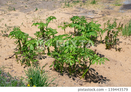 Young udo seedlings growing in the field Young udo seedlings growing in the field 139443579