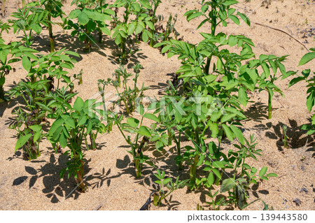 Young udo seedlings growing in the field Young udo seedlings growing in the field 139443580