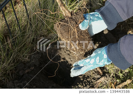 Hands in gardening gloves holding a small plant with exposed roots, reflecting the concept of organic gardening. Hands in gardening gloves holding a small plant with exposed roots, reflecting the concept of organic gardening. 139443586