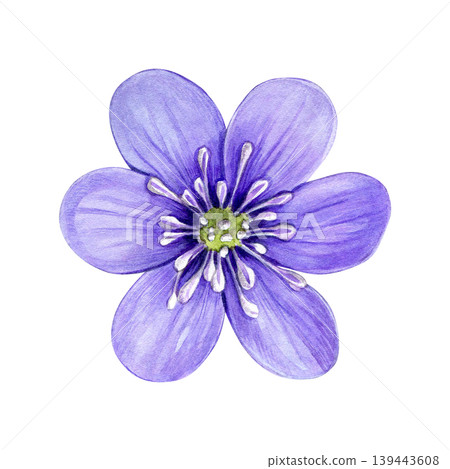 Purple spring flower, anemone hepatica, liverwort. Hand drawn botanical watercolor illustration isolated on white background. Good for prints, packaging, branding, stationery and floral design Purple spring flower, anemone hepatica, liverwort. Hand drawn botanical watercolor illustration isolated on white background. Good for prints, packaging, branding, stationery and floral design 139443608
