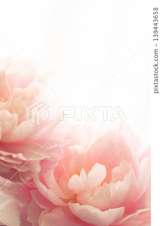 牡丹 - 芍藥 (Peony) PD 139443658