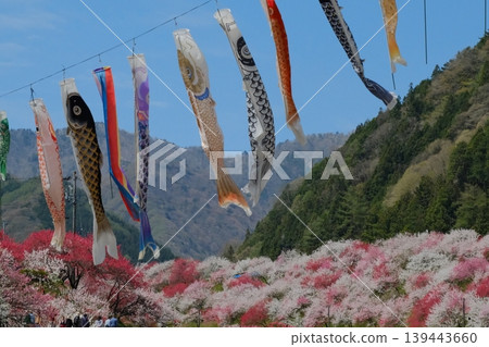 Large carp streamers swim energetically among the fully bloomed peach blossoms. Large carp streamers swim energetically among the fully bloomed peach blossoms. 139443660