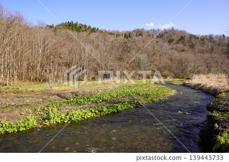Springtime at a field for viewing butterbur (Ashoro Town) Springtime at a field for viewing butterbur (Ashoro Town) 139443733